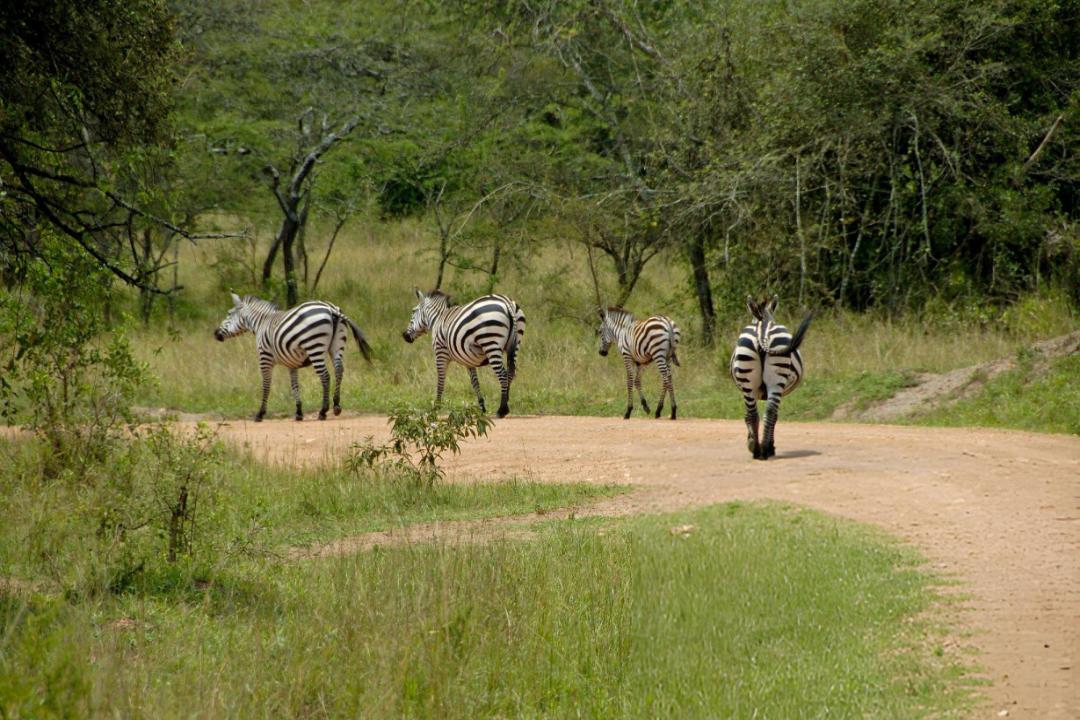 Lake Mburo National Park Safari Experience